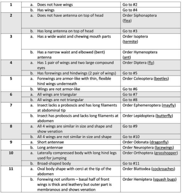 Use this dichotomous key to identify the taxonomic order of each insect. (Hint: All-example-3