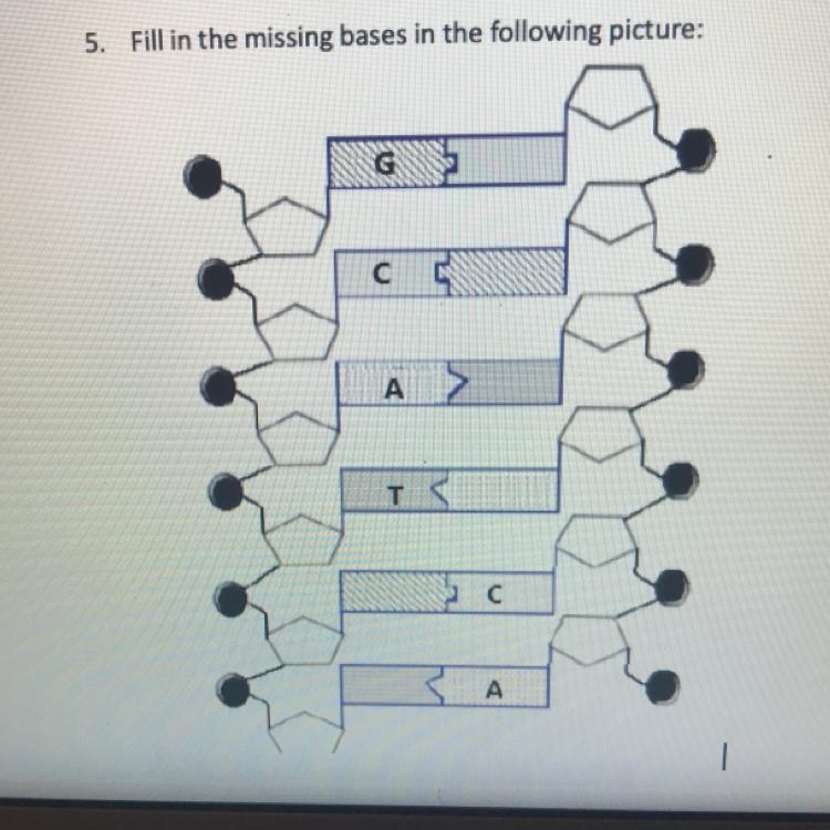 Fill in the missing bases in the following picture:-example-1