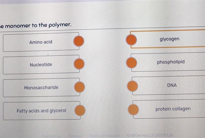 PLEASE HELP Match the monomer to the polymer. A.Amino acid B.glycogen C. Nucleotide-example-1