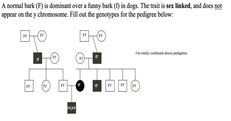 Pedigrees Had to repost This is a practice problem I turned in and I screenshotted-example-1