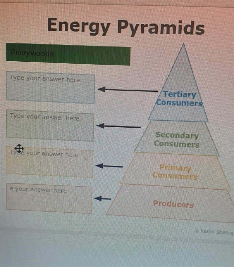 PLEASE HELP !! Energy Pyramids Pineywoods I need a list of animal's ​-example-1