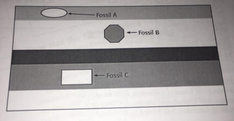 Which fossil in the rock layers below is probably the oldest? Explain your answer-example-1