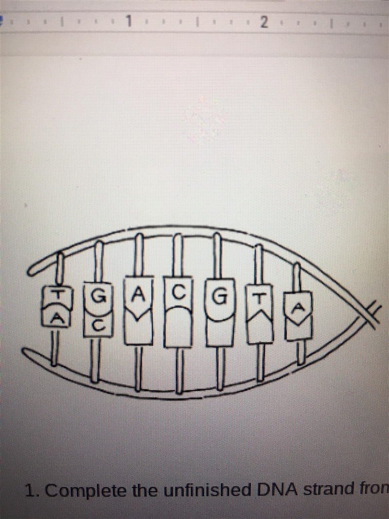 Can someone help me complete the unfinished DNA strands please?-example-1