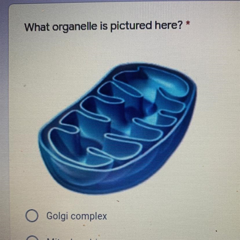 What organelle is pictured here? Golgi complex Mitochondria Nucleus Endoplasmic Reticulum-example-1