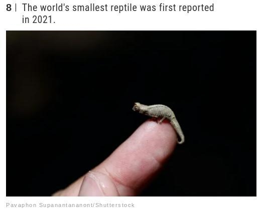 Did you know The world's smallest reptile was first reported in 2021?-example-1