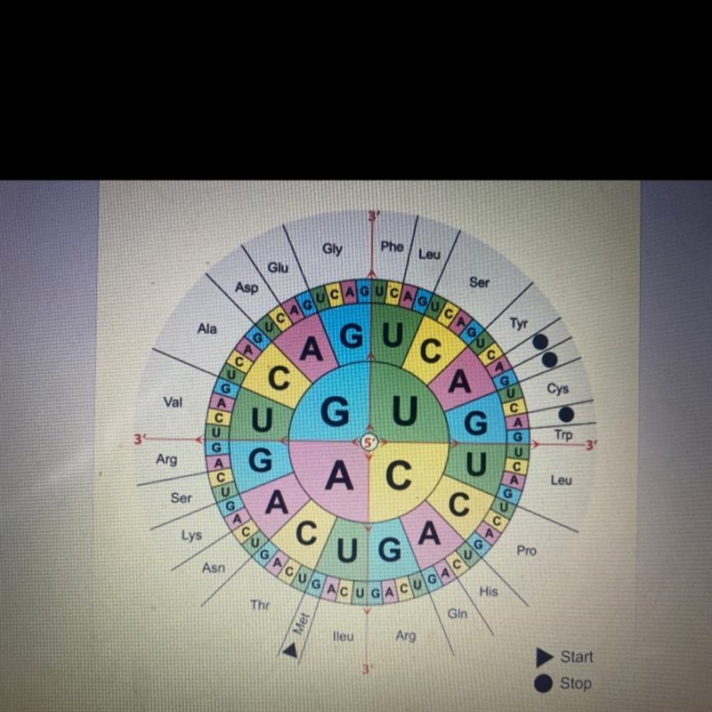 What is the complementary RNA sequence for the DNA sequence ATA CGC TAA*-example-1