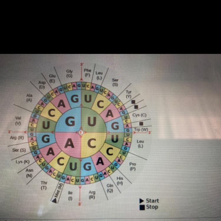 Translate the DNA sequence into a protein: TAC GGC GCT ACT-example-1