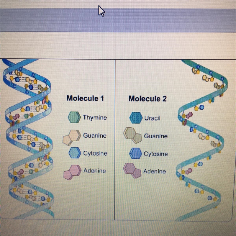 Molecule 1 on the diagram has the nitrogenous base sequence TCAAGT. Which set of bases-example-1