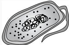 The drawing below was sketched by a student who was observing cells under a microscope-example-1