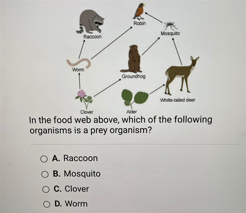 In the food web above, which of the following organisms is a prey organism? A. Raccoon-example-1