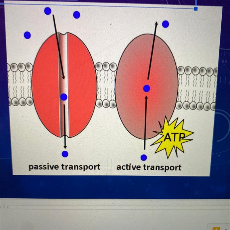 What is the difference between Active and Passive Transport?-example-1