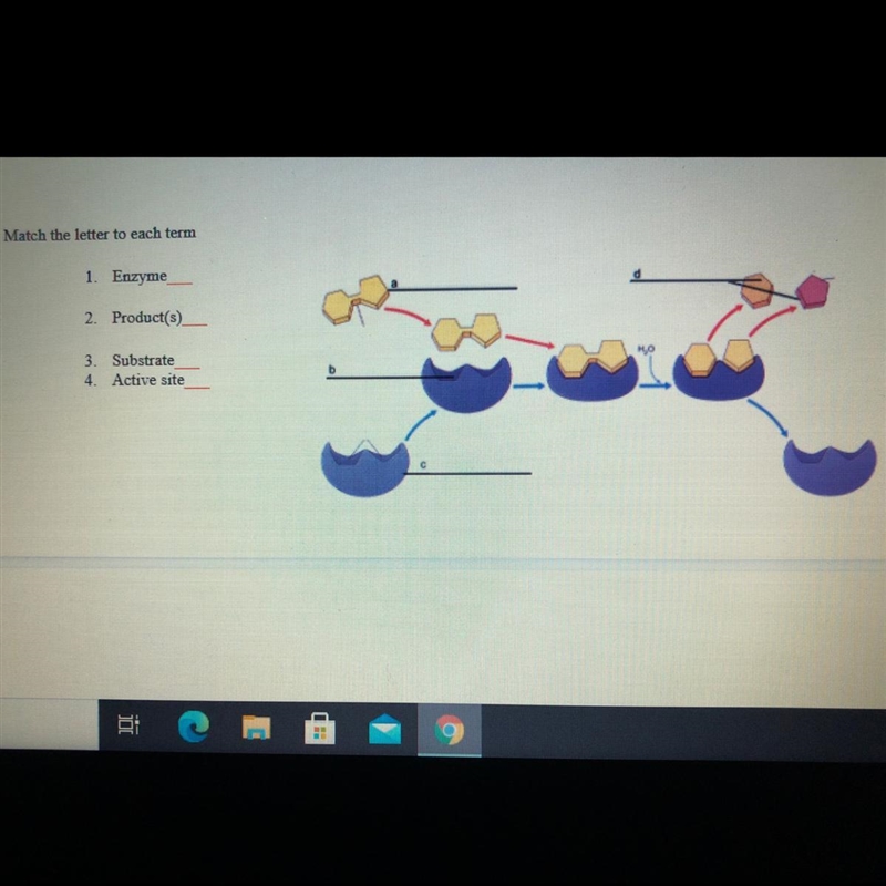 Match the letter to each term 1 Enzyme 2. Product(s) 3. Substrate 4 Active site-example-1