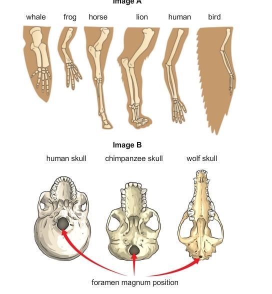 Do you think image B supports the idea that some vertebrates are more closely related-example-1