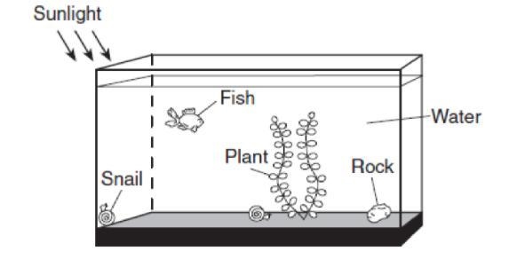 The diagram below shows several organisms in a fish tank. Which item in the tank produces-example-1