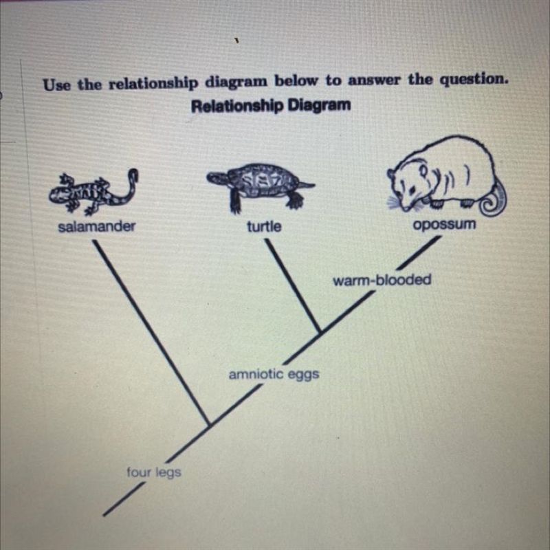 Which statement most accurately describes a relationship between two animals in the-example-1