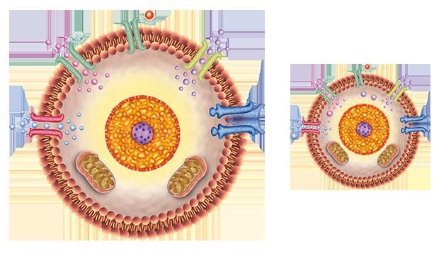 Take a moment to examine these images of cells and their surrounding membranes. You-example-1