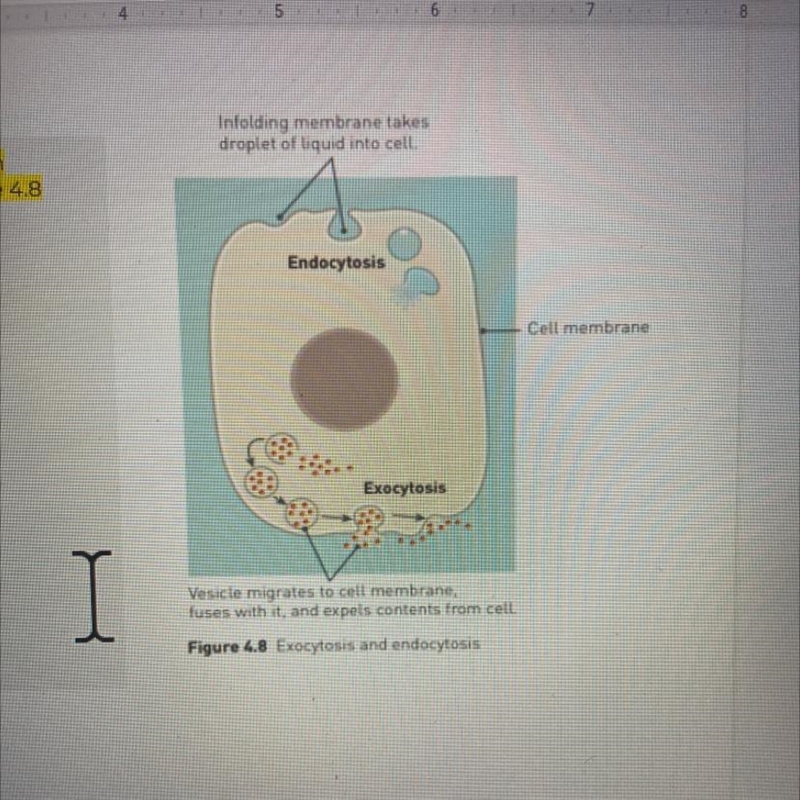 Explain the difference between endocytosis and exocytosis-example-1