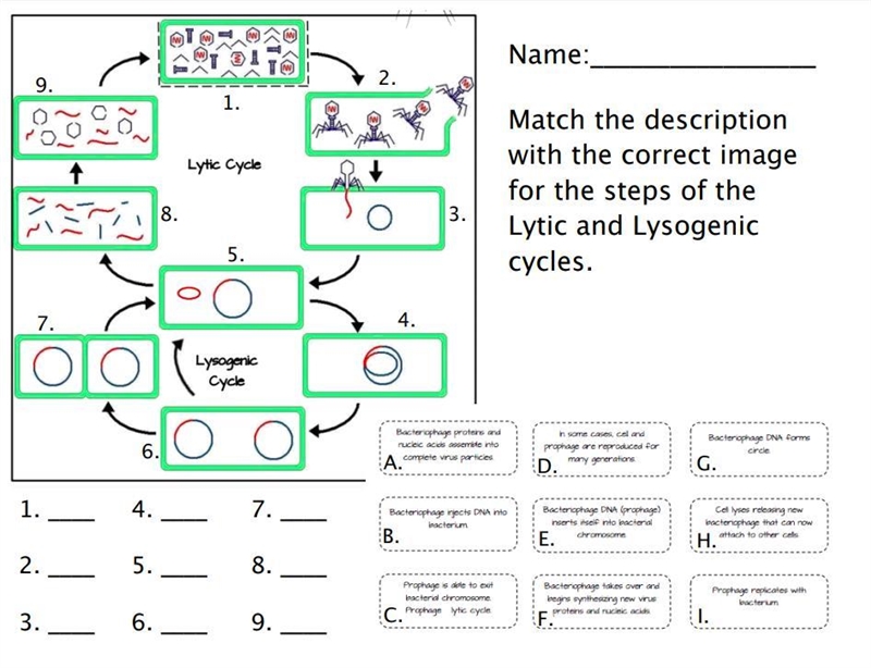 Match the description with the correct image for the steps of the Lytic and Lysogenic-example-1