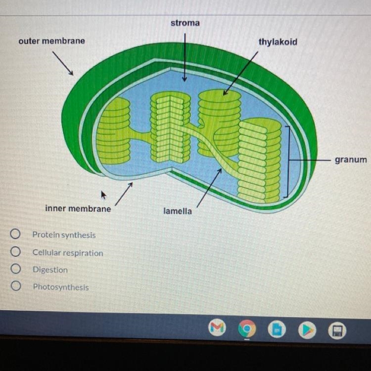 What is the function of this organelle-example-1