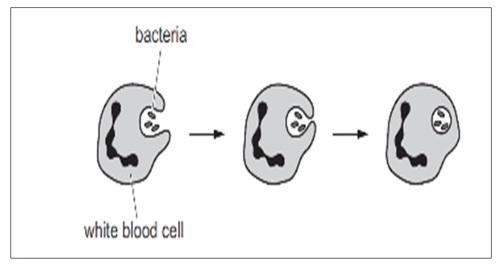 What is the name of this defense mechanism A- antibody production B- egestion C- phagocytosis-example-1