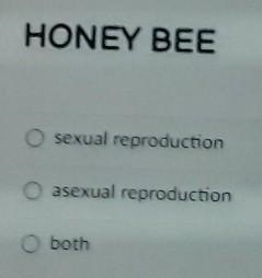 Honey Bee: A.sexual reproduction. B.asexual reproduction. C.both.​-example-1