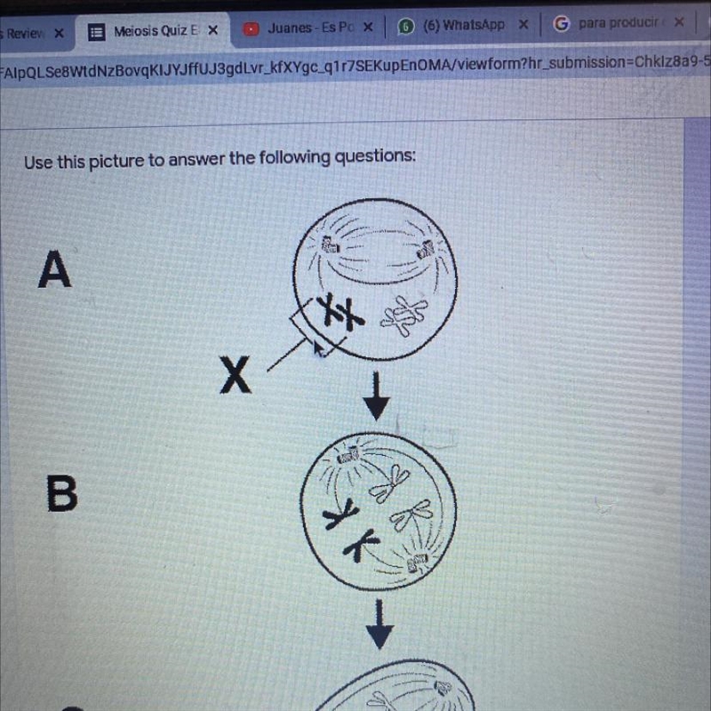 The structure labeled. “X” represents: a) A tetrad b) Daughter cells c) DNA replication-example-1