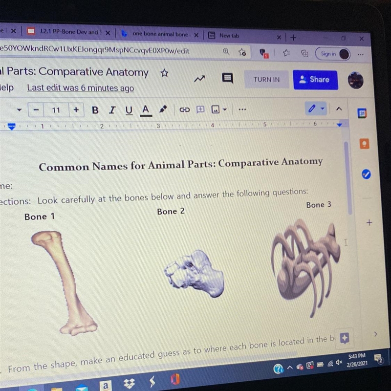 3. What features in the bones allow you to determine where they should be in the body-example-1