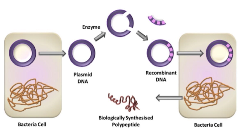 What has occurred in the bacterial cell on the right? A. It was cloned from the cell-example-1