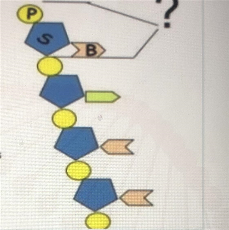 The ungiven term that represents the elements in DNA in the figure is-example-1