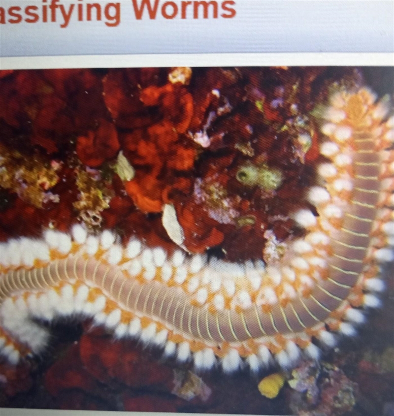 To which group does this worm belong?​-example-1