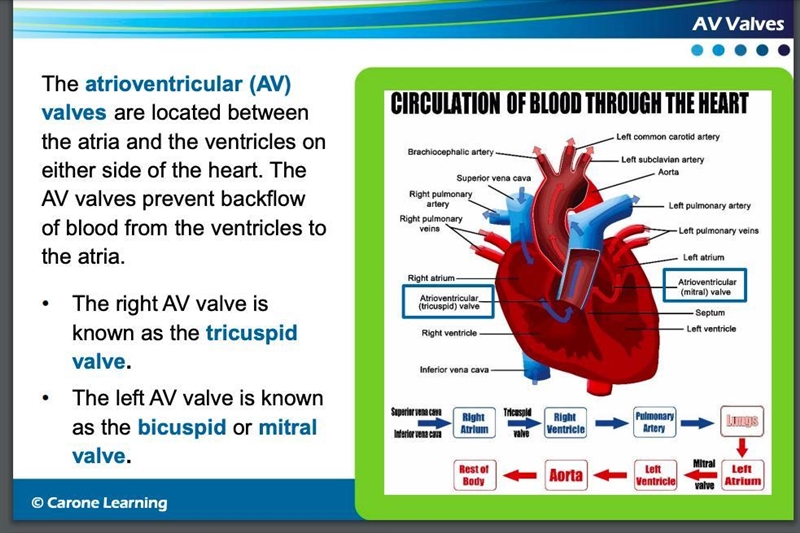 The atrioventricular valve consist of which of the following?-example-2