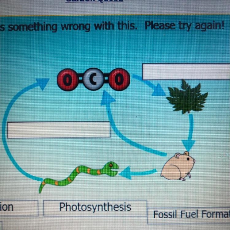 Which two fit? Respiration Photosynthesis Fossil Fuel Formation Combustion Decomposition-example-1