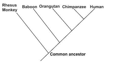 Based on the phylogenetic tree above, which two organisms are least closely related-example-1