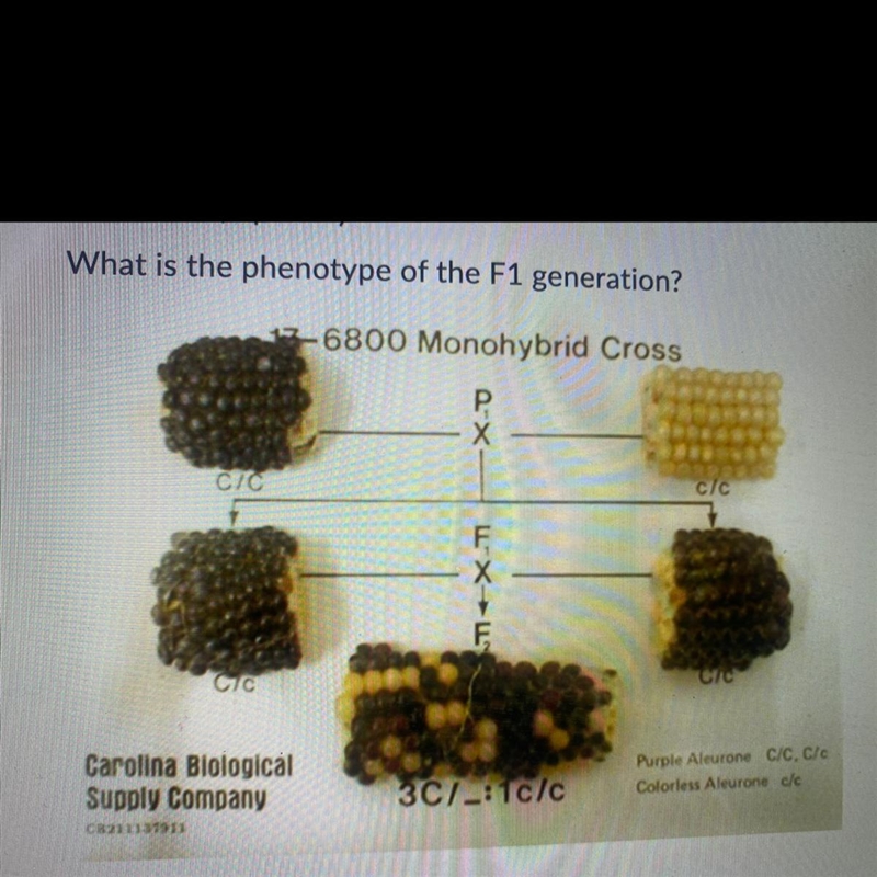 HELP!!! Question 7 (2 points) What is the phenotype of the F1 generation?-example-1