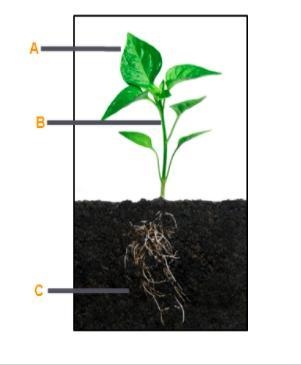 Identify the main structures of a plant. A B C-example-1