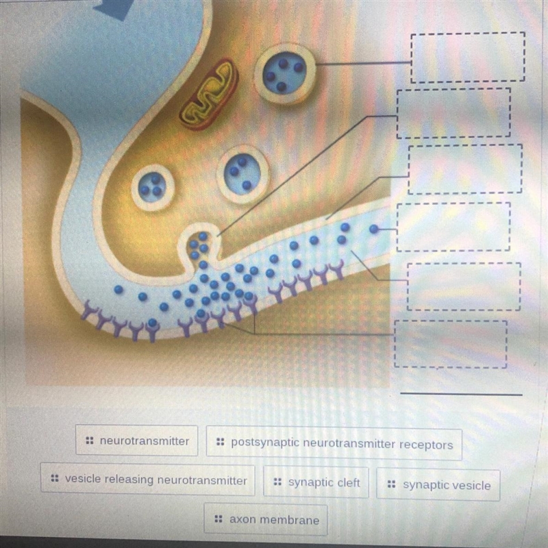 Nerve labeling help meee plsss-example-1