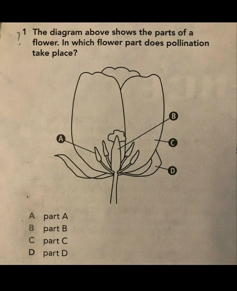 Which is it? a , b, c, or d?-example-1