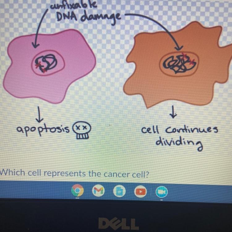 Which cell represents the cancer cell?-example-1