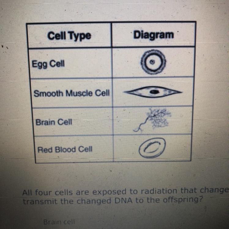 Four types of cells from a parent organism are shown in the table all for cells are-example-1