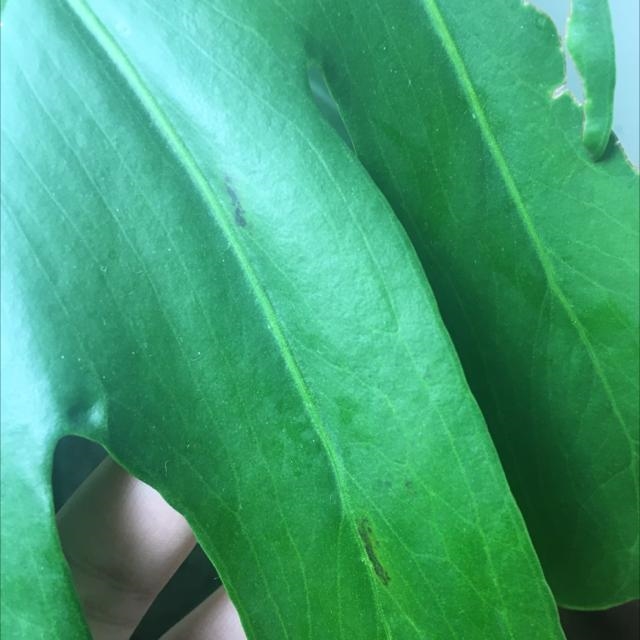 Help! My monstera deliciosa just got these weird dark specks yesterday (3/10/2021) and-example-1