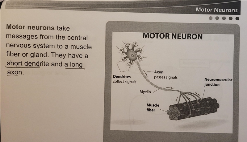 Which of the following has a short dendrite and a long axon?-example-2