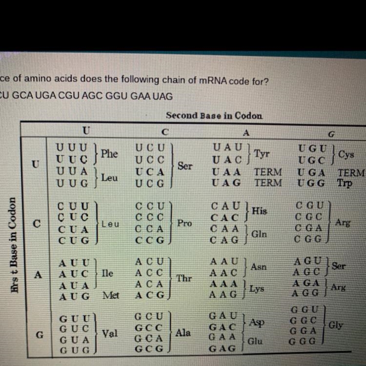 What sequence of amino acids does the following chain of mRNA code for? AUG GUA UCU-example-1