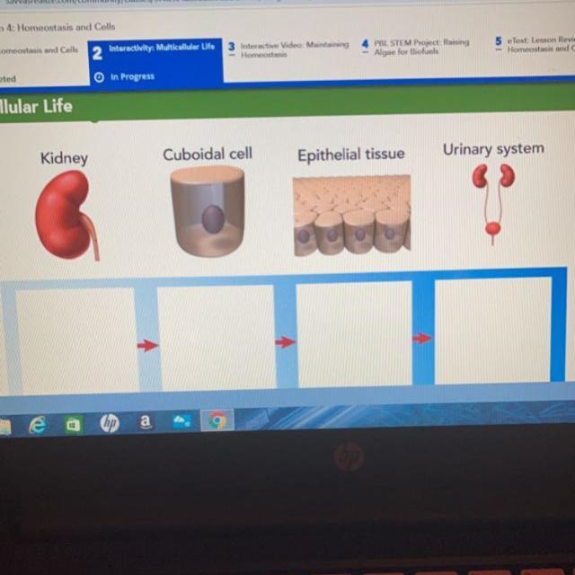 Kidney Cuboidal cell Epithelial tissue Urinary system-example-1