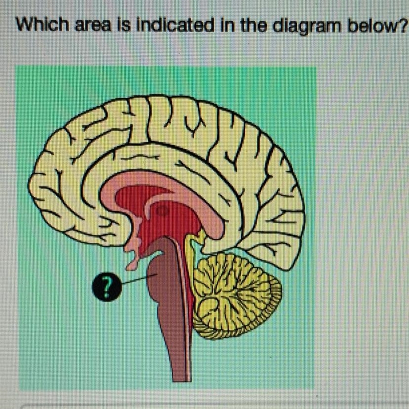 Which area is indicated in the diagram below? Thalamus Cerebral cortex Pituitary Brain-example-1