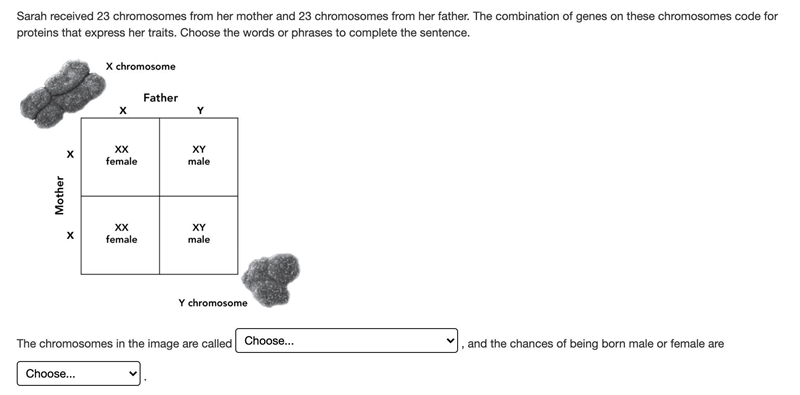 REALLY NEED HELP SMART BRAINS The chromosomes in the image are called: A. Autosomal-example-1