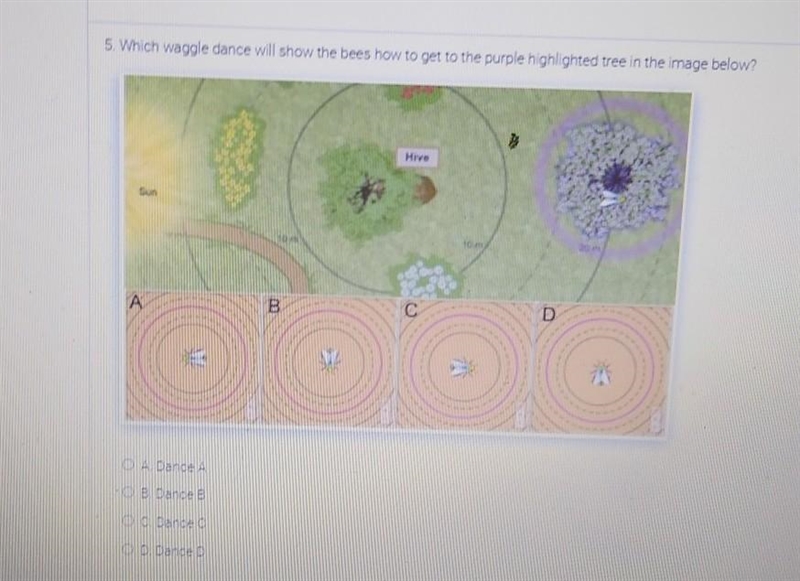 which waggle dance will show the bees how to get to the purple highlighted tree in-example-1