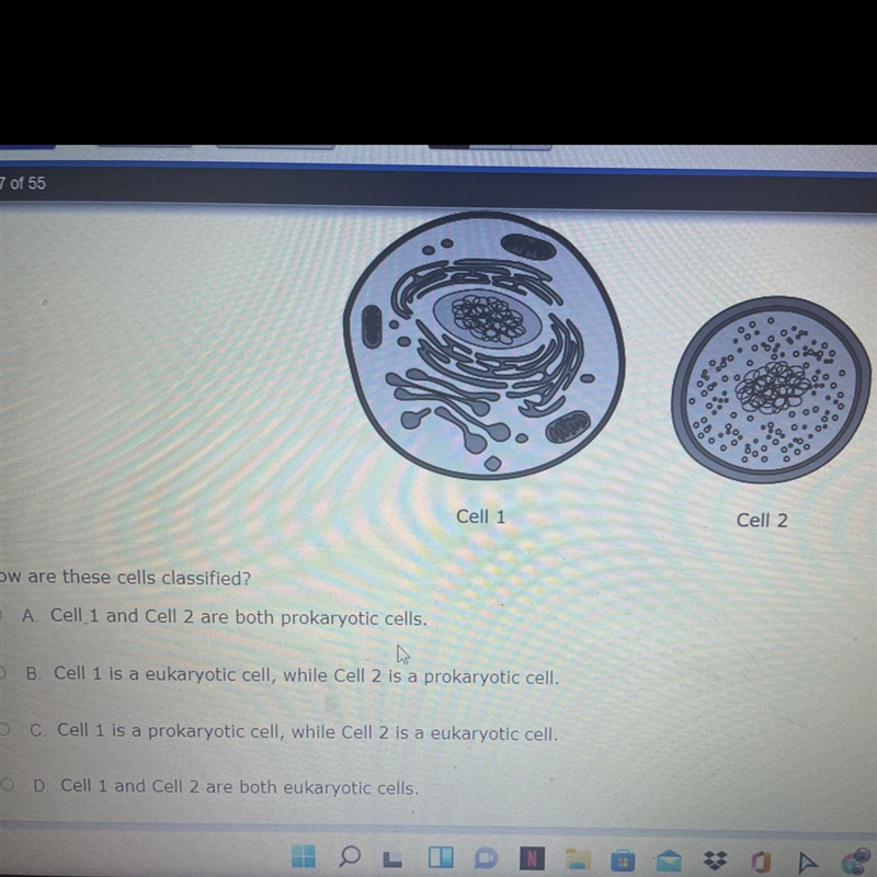 How are these cells classified-example-1