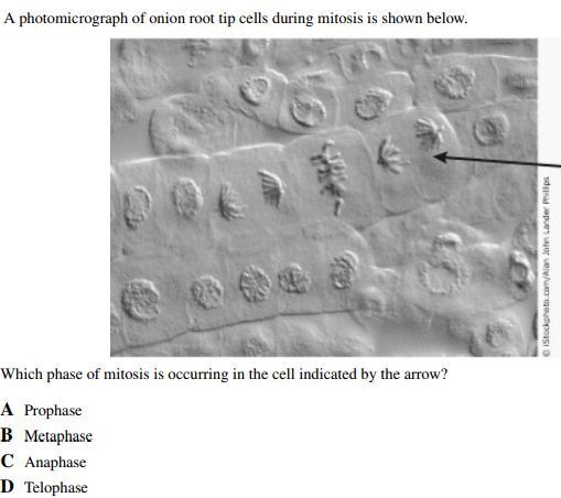 Please, help me with this biology question-example-1