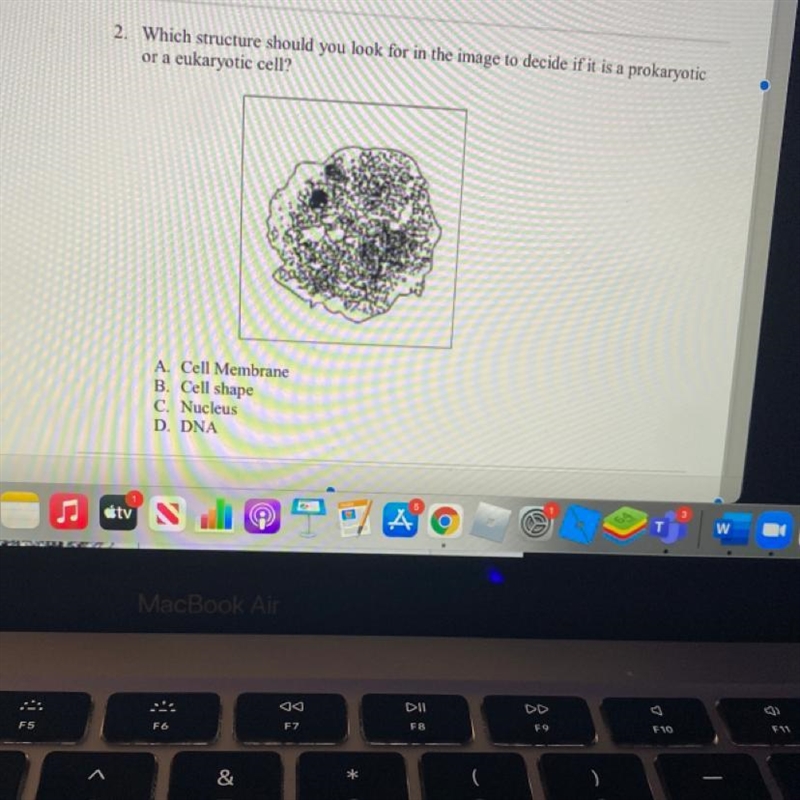 2. Which structure should you look for in the image to decide if it is a prokaryotic-example-1