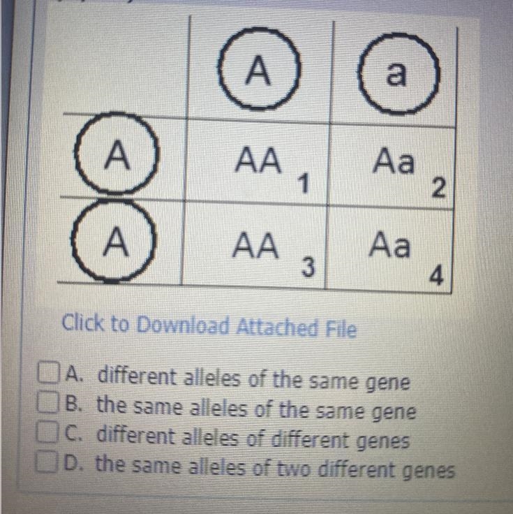 The letters A and a are_____.-example-1